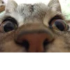 Мой кот,вопросы? @No_emotionsQW @Ctikerubot 27