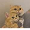 Nirvana: Hugs? 27