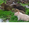 capybara 28