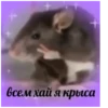 всем хай я крыса