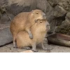 capybara 30