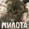 meowjfkndslog 19