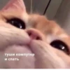 OH MY CAT 5