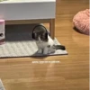 OH MY CAT 6