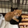 OH MY CAT 7