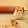 OH MY CAT 8