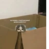 OH MY CAT 9