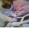 OH MY CAT 10