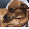 Pissed dog @woodvale 9