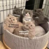 OH MY CAT 11