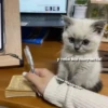 OH MY CAT 12