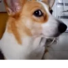 Pissed dog @woodvale 16