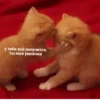OH MY CAT 15