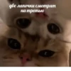 OH MY CAT 16