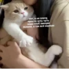 OH MY CAT 17