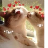 OH MY CAT 19