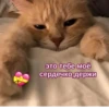 OH MY CAT 20