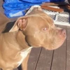 Pissed dog @woodvale 22