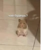 OH MY CAT 24