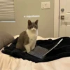 OH MY CAT 25