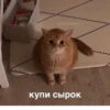 OH MY CAT 26