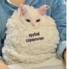 OH MY CAT 27