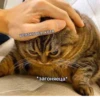 OH MY CAT 28