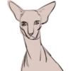 Mad_cat @takvyshlo_tg 26
