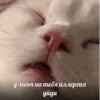 у менч на тебя аллергия yugu