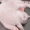 Meow kitty’s 8