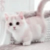 Meow kitty’s 10