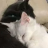 Meow kitty’s 12