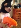 ludicrous animals 6