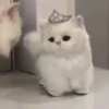 Meow kitty’s 15