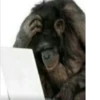 ludicrous animals 7