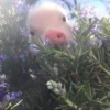 ludicrous animals 10