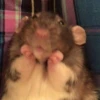 ludicrous animals 11