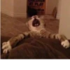 ludicrous animals 12