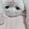 Meow kitty’s 19