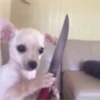 ludicrous animals 13