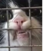 ludicrous animals 15