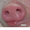 ludicrous animals 16