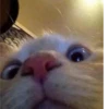 ludicrous animals 17