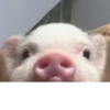 ludicrous animals 18