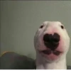 ludicrous animals 20