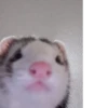 ludicrous animals 22