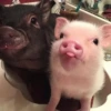 ludicrous animals 23