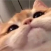 ludicrous animals 24