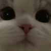 Meow kitty’s 24