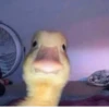 ludicrous animals 25
